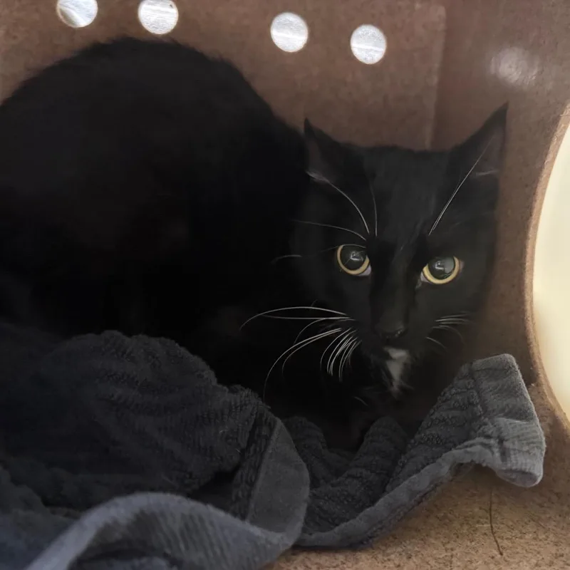 An adult medium-sized female Black Domestic Short Hair cat named Charlie for adoption in Pasadena, CA