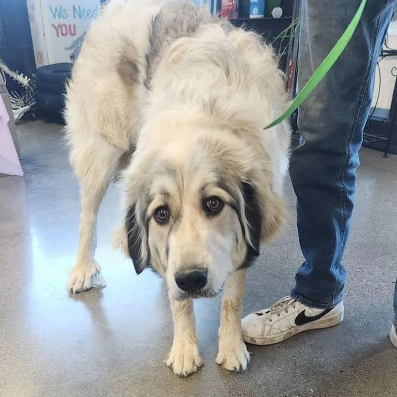 An adult medium-sized female White / Cream Great Pyrenees dog named Winter for adoption in Kingman, AZ
