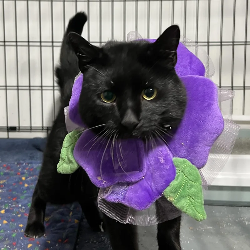 An adult medium-sized male Black Domestic Short Hair cat named Irving for adoption in Brentwood, NH