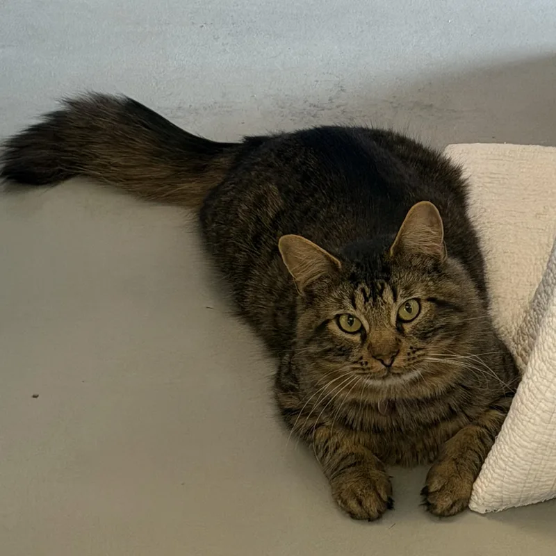 A baby large-sized male Maine Coon cat named Devon for adoption in Williamsville, NY