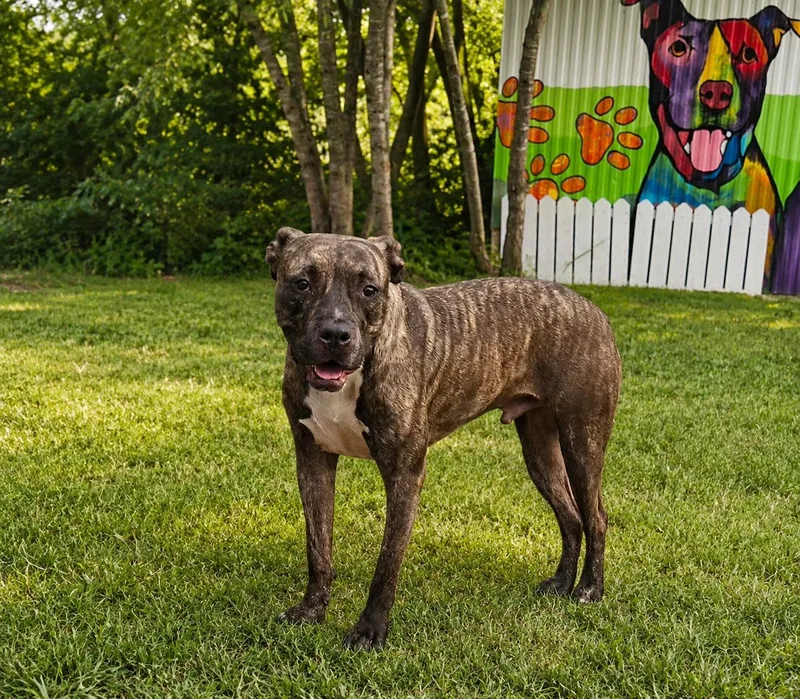 A young medium-sized male Brindle Pit Bull Terrier dog named Atticus for adoption in Perryville, AR