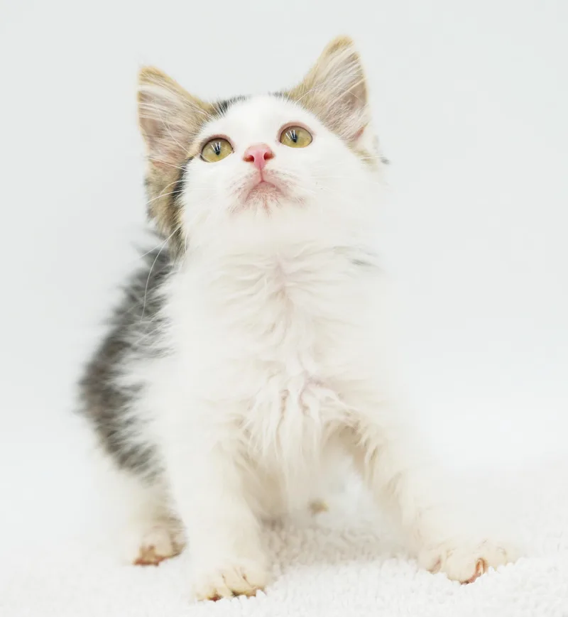 A baby small-sized male White Turkish Angora cat named Blake is a blast for adoption in Bedford Hills, NY