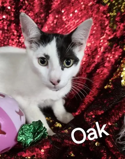 A baby small-sized male Domestic Short Hair cat named Oak for adoption in Conway, SC