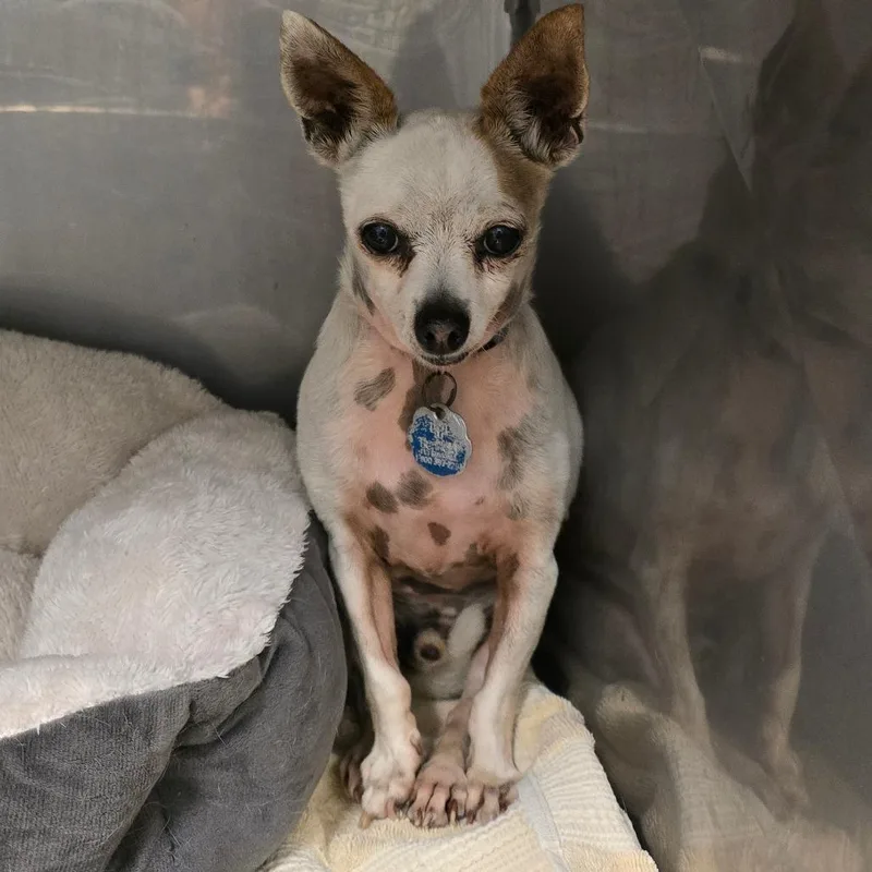 A senior small-sized male White / Cream Chihuahua dog named Bruno for adoption in Waldorf, MD