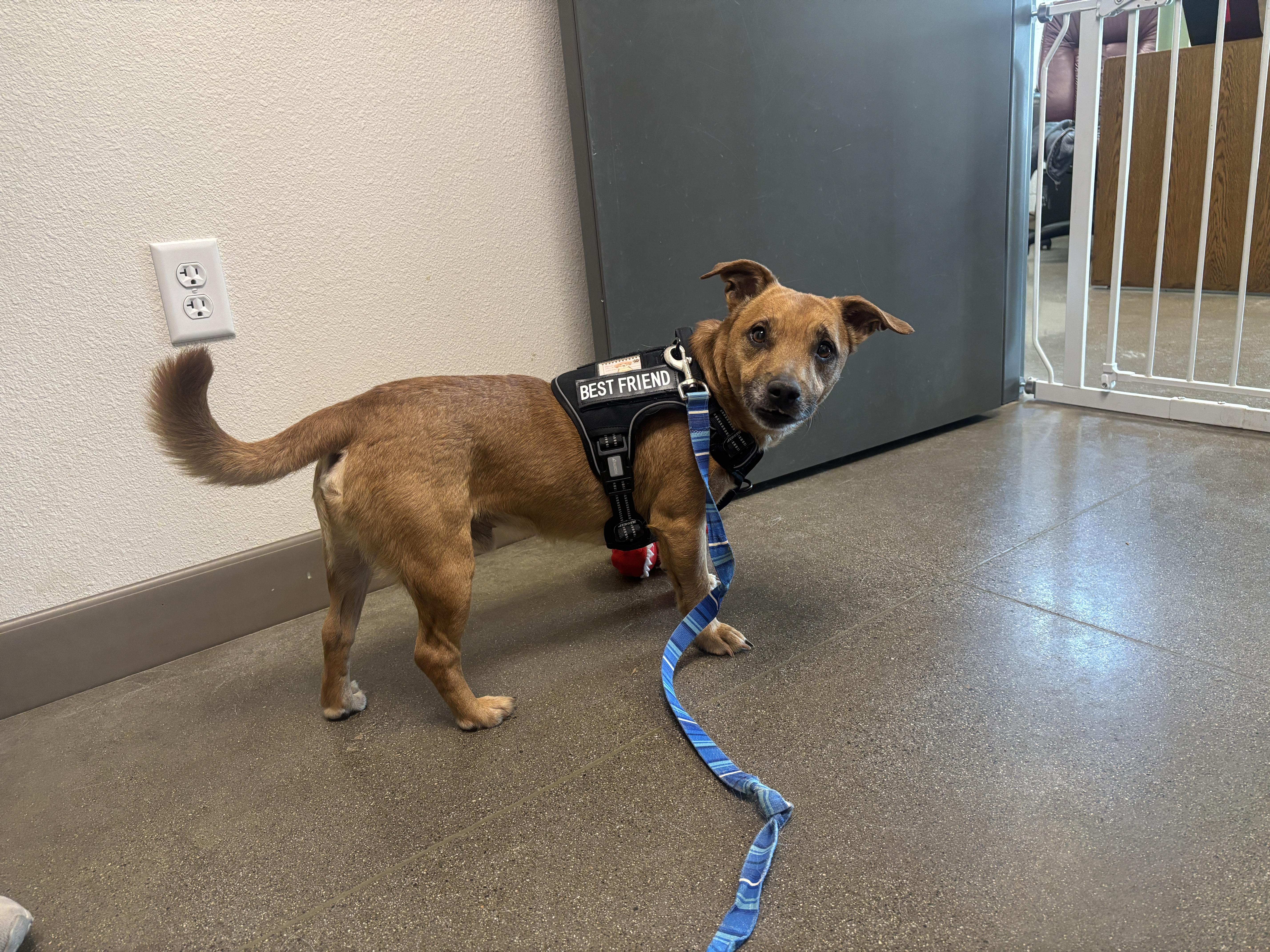 An adult medium-sized male Dachshund dog named Howie for adoption in Chico, CA