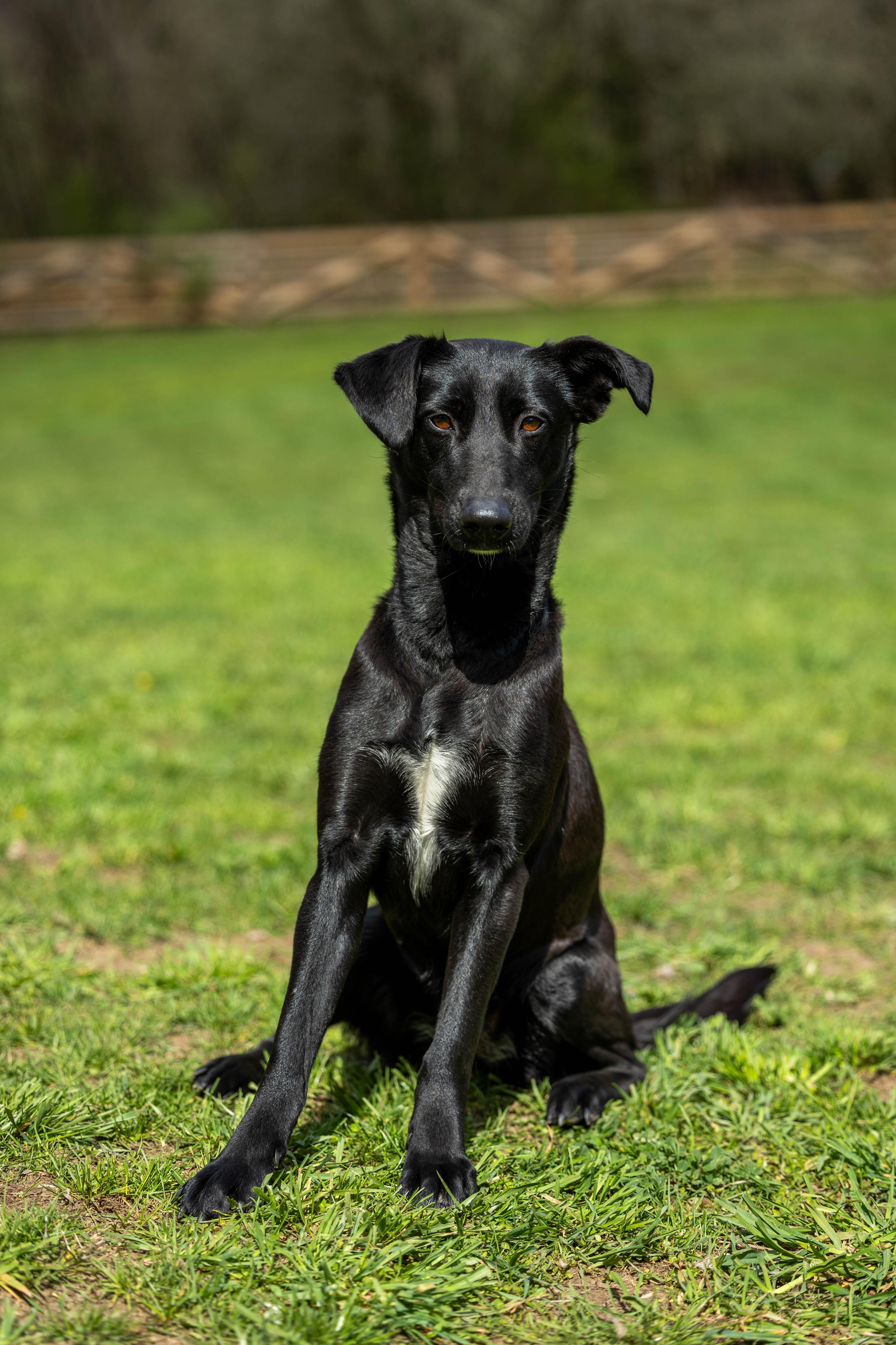 A young medium-sized female Black Labrador Retriever dog named Moon for adoption in New York, NY
