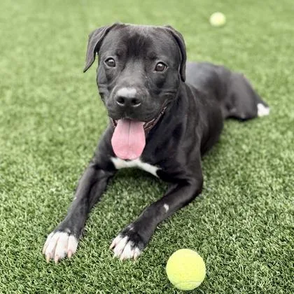 An adult large-sized male Black American Staffordshire Terrier dog named Ace for adoption in Atlanta, GA