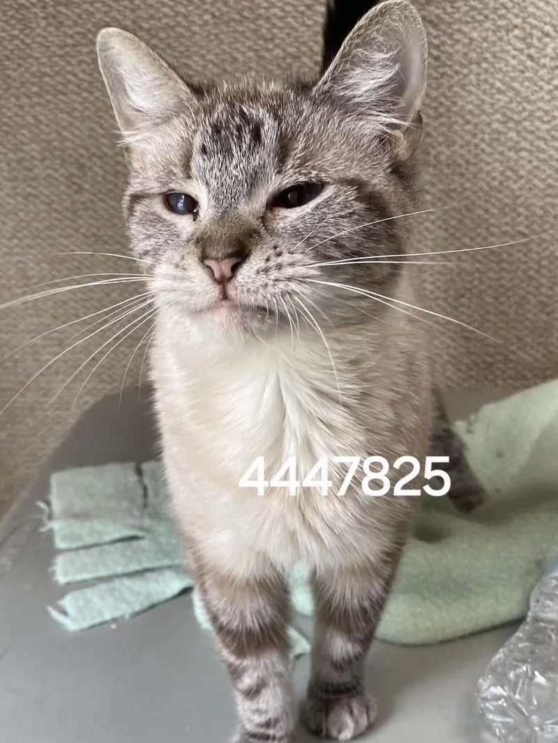 An adult medium-sized female Siamese cat named 4447825 for adoption in Lees Summit, MO