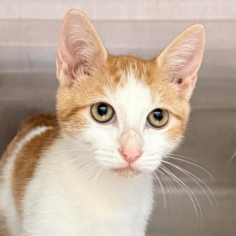 A baby small-sized female Orange / Red Domestic Short Hair cat named Ash for adoption in Palm Springs, CA