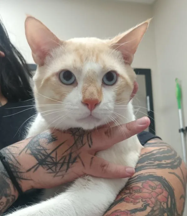 An adult medium-sized male Domestic Short Hair cat named Casserole for adoption in El Cajon, CA