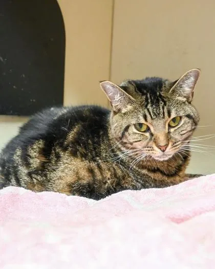 An adult large-sized female Domestic Short Hair cat named Nabeluh for adoption in Chamblee, GA