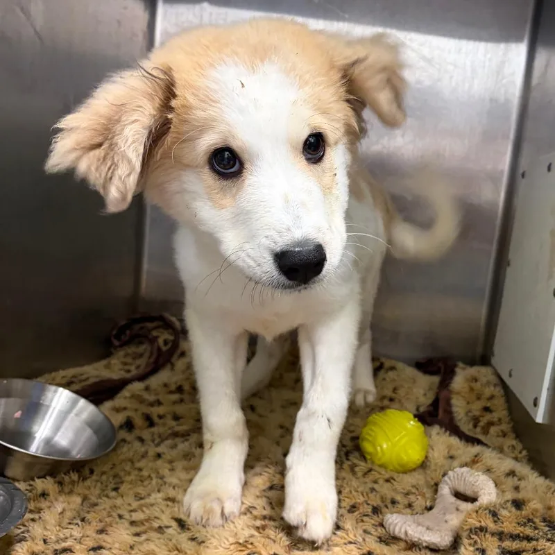 A baby large-sized female White / Cream Great Pyrenees dog named Henrietta for adoption in Austin, TX