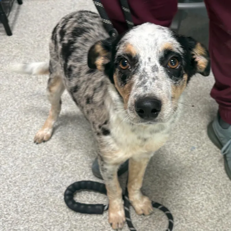 A baby medium-sized female White / Cream Australian Cattle Dog / Blue Heeler dog named Skylar for adoption in Englewood, FL