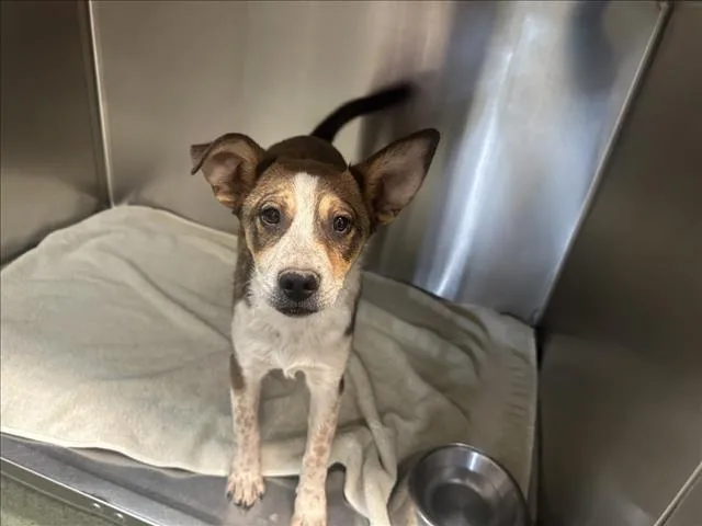 A baby small-sized male Mixed Breed dog named Caspian for adoption in Santa Fe, NM