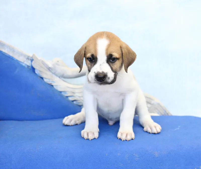 A baby large-sized male Golden German Shepherd Dog dog named Jet for adoption in Simsbury, CT