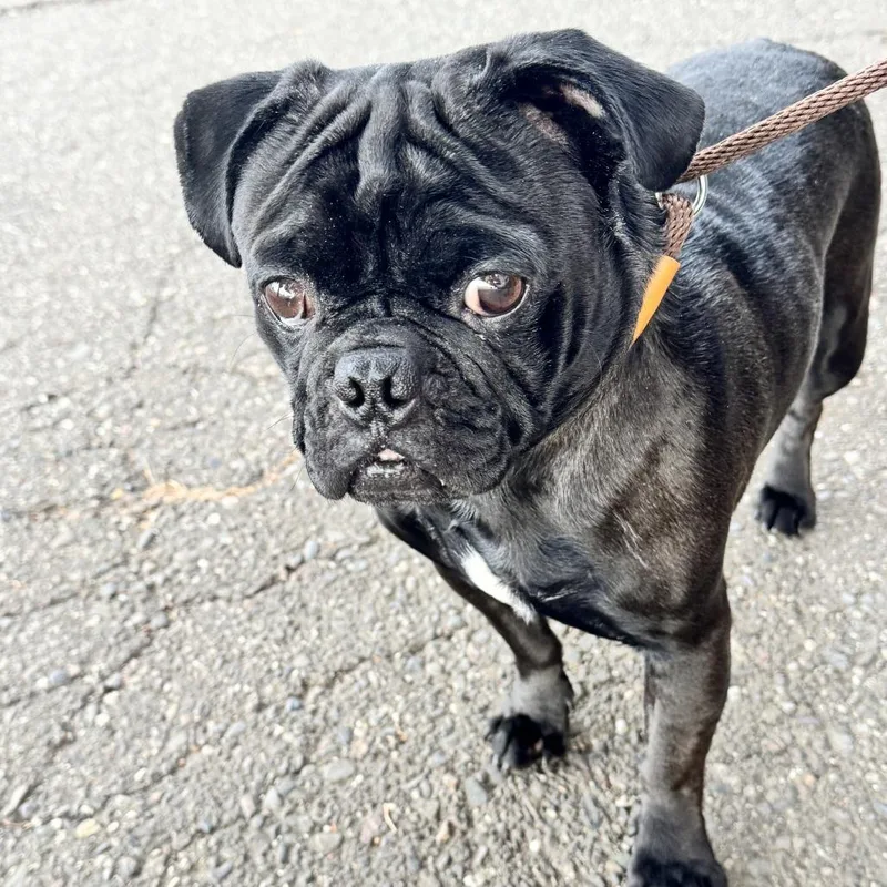 An adult small-sized male Black Pug dog named Shaboozy for adoption in Chico, CA