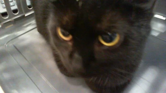 A young large-sized female Domestic Short Hair cat named Ebony for adoption in Charlotte, NC