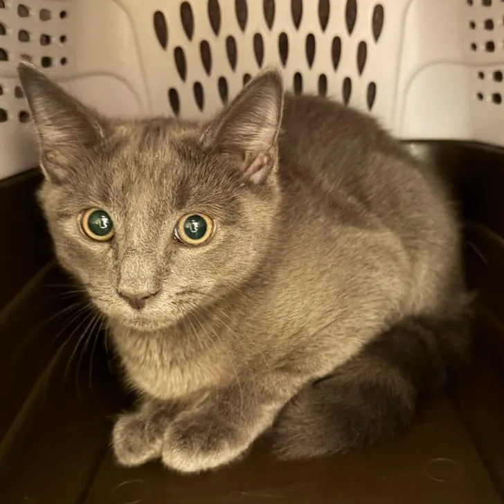 A baby small-sized male Gray / Blue / Silver Domestic Short Hair cat named Churrasco for adoption in Springfield, MA