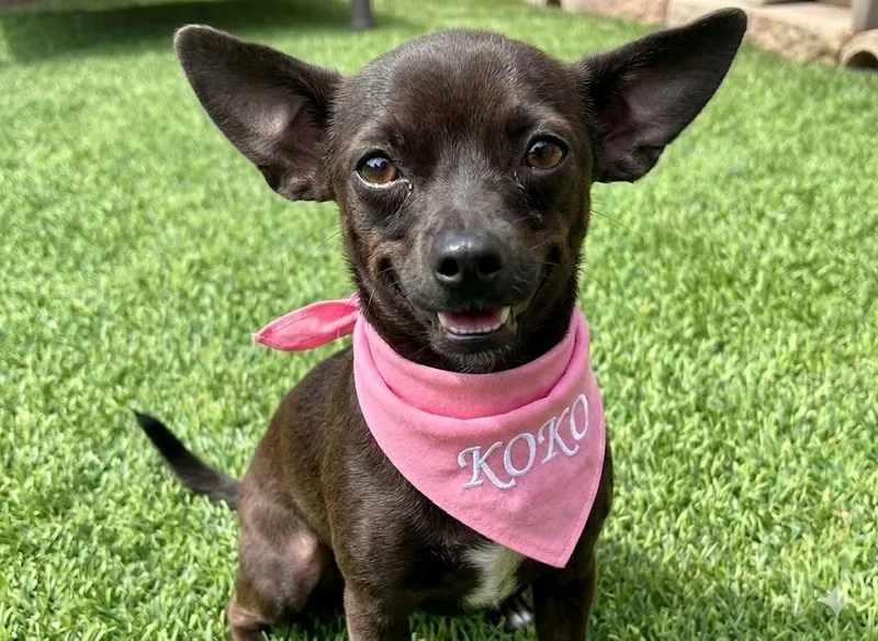 A young small-sized female Chihuahua dog named Koko for adoption in Dallas, TX