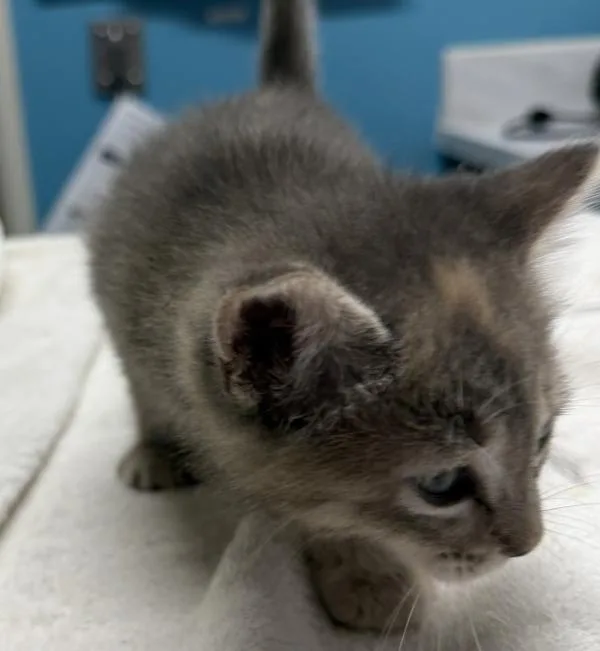 A baby medium-sized female Domestic Short Hair cat named Scarlett for adoption in Escondido, CA