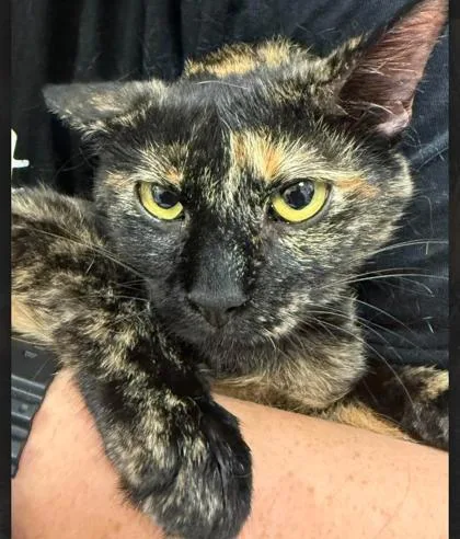 A young medium-sized female Domestic Short Hair cat named Etha for adoption in Fishers, IN