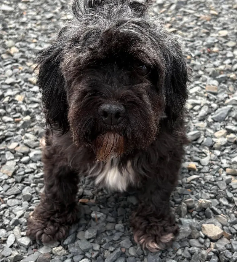 Oreo