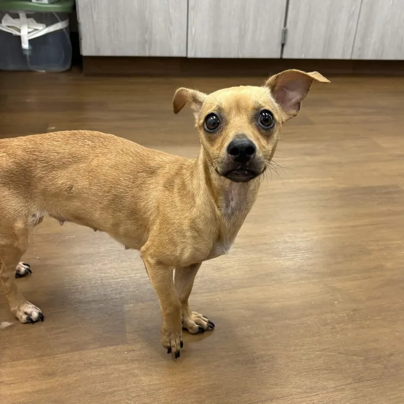 An adult small-sized female Yellow / Tan / Blond / Fawn Chihuahua dog named Delilah for adoption in Beaumont, TX