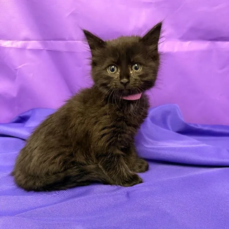 A baby small-sized female Black Domestic Medium Hair cat named Dior for adoption in North Myrtle Beach, SC