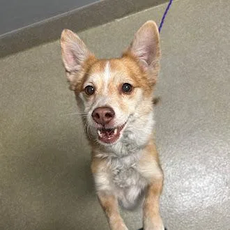 An adult small-sized male Cardigan Welsh Corgi dog named Ken for adoption in Las Vegas, NV