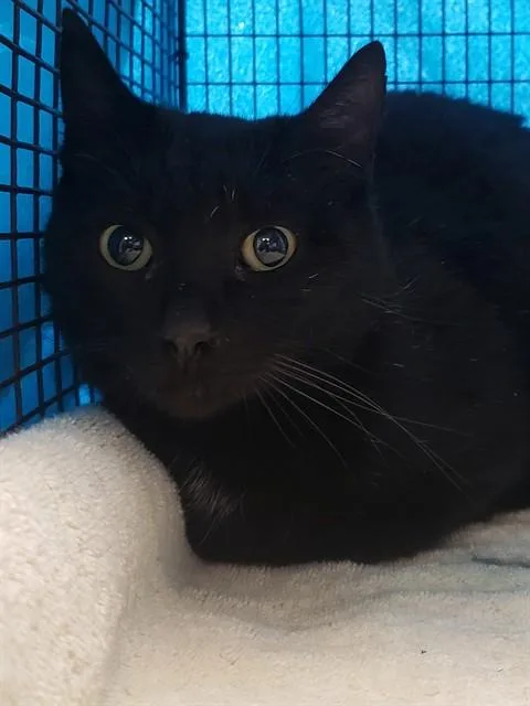 A young small-sized female Domestic Short Hair cat named Lil Bit for adoption in Tucson, AZ