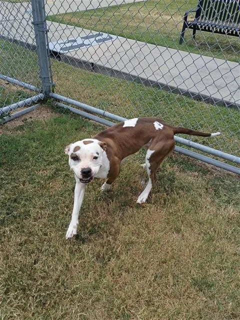 Hazel