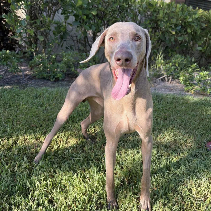 An adult large-sized male Gray / Blue / Silver Weimaraner dog named Jak for adoption in LOXAHATCHEE, FL