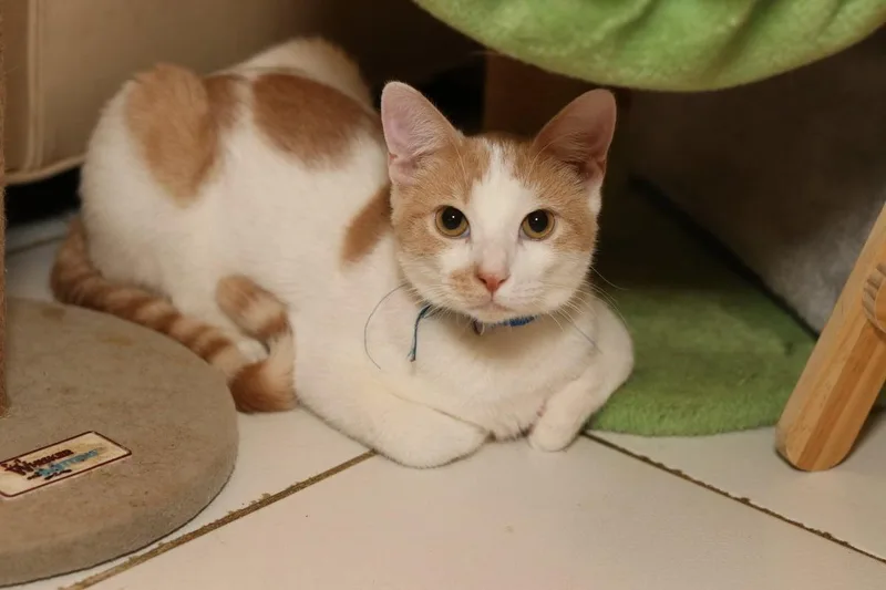 Ron Weasley thumbnail 2