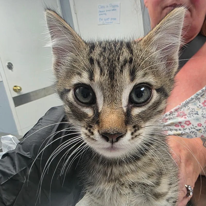 A baby small-sized male Brown / Chocolate Domestic Short Hair cat named Chalupa for adoption in Duncan, OK