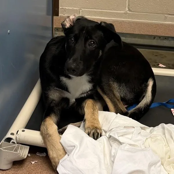 Apollo