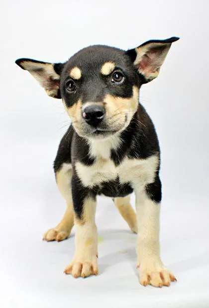 A baby medium-sized male Husky dog named Wyatt for adoption in Morton Grove, IL