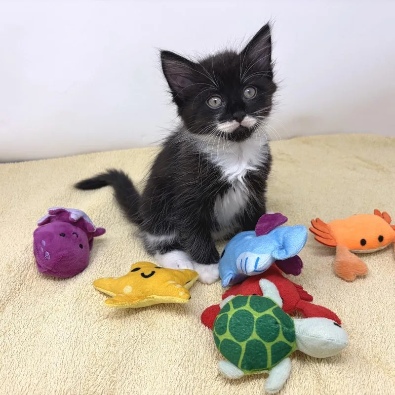 A baby small-sized female Black Domestic Short Hair cat named Eso Si Que Es for adoption in Durham, NC
