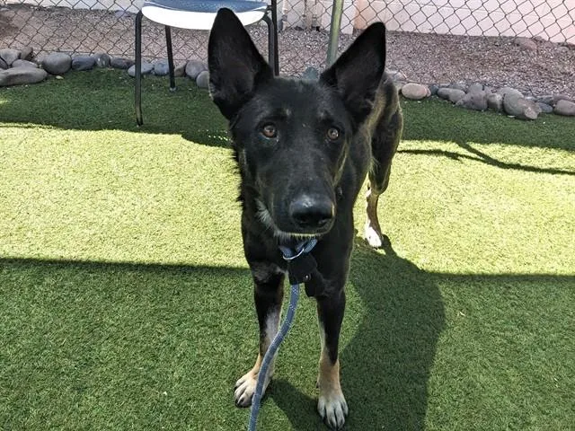 A young large-sized female German Shepherd Dog dog named Pigeon for adoption in Phoenix, AZ