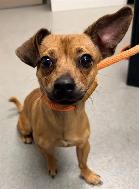 A young small-sized male Chihuahua dog named Breeze for adoption in Ontario, CA