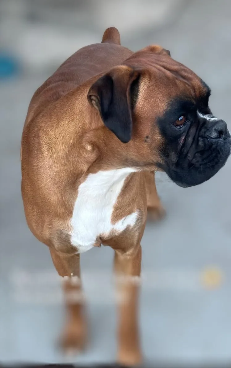 A young medium-sized male Bicolor Boxer dog named Banjo for adoption in Thousand Oaks, CA