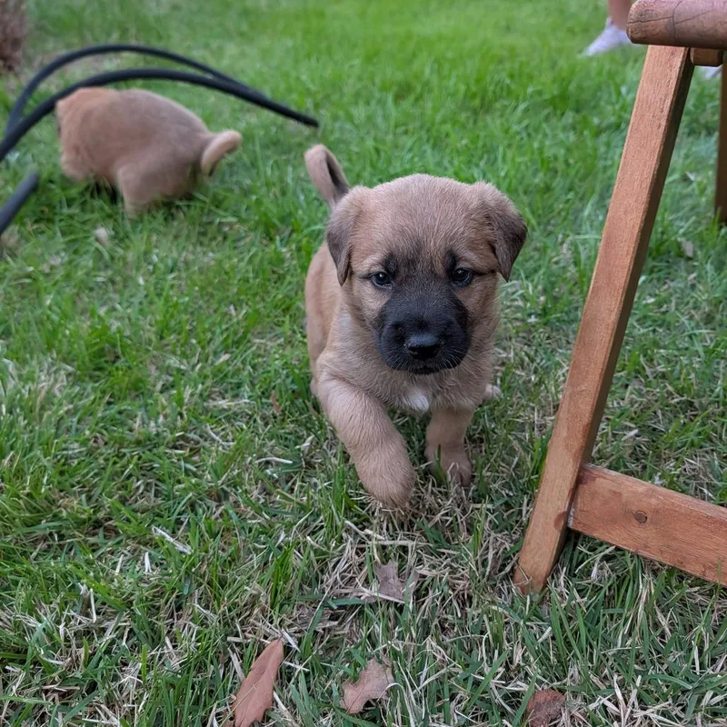 Shakshuka thumbnail 2