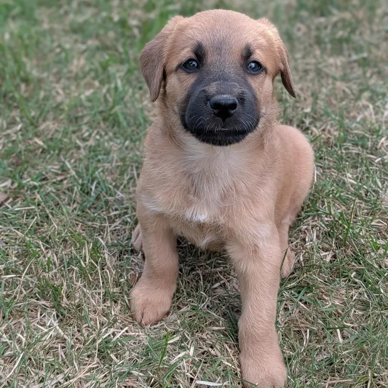 Shakshuka thumbnail 3