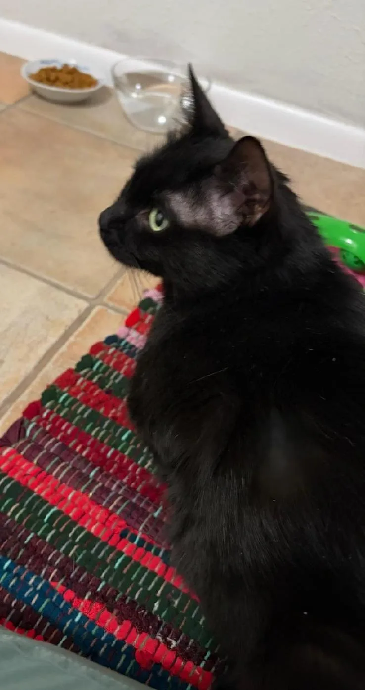 A young medium-sized female Black Domestic Short Hair cat named Jane for adoption in Albuquerque, NM
