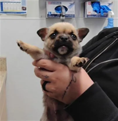 A baby small-sized male Chihuahua dog named Damon for adoption in Albuquerque, NM