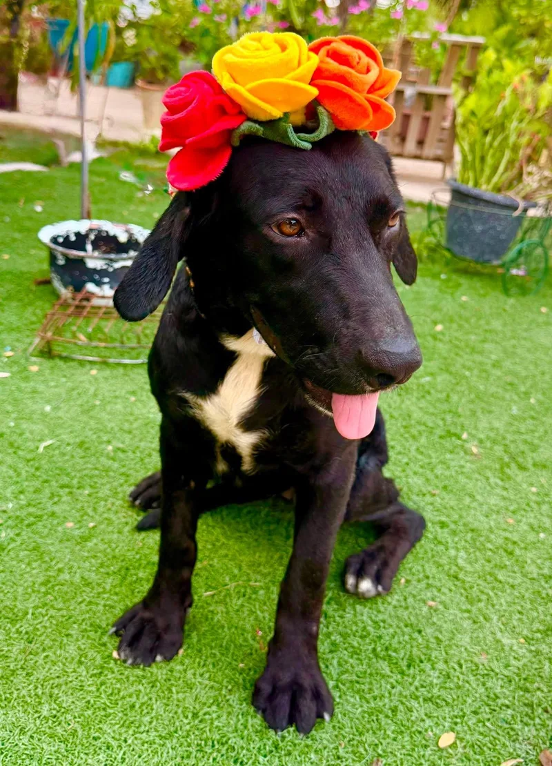 A young medium-sized male Black Labrador Retriever dog named Nebula for adoption in Gregory, TX
