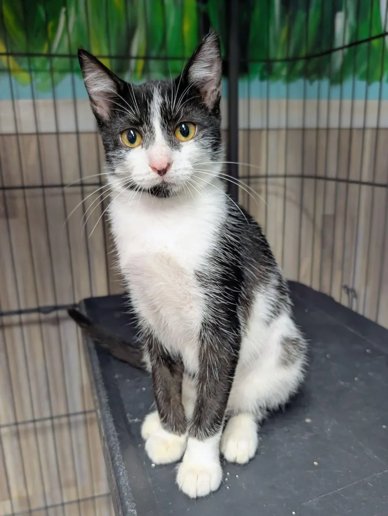 A baby medium-sized male Domestic Short Hair cat named Blackberry for adoption in Newburgh, IN