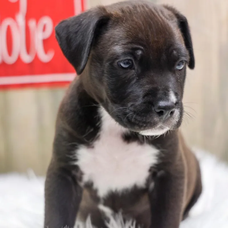 A baby large-sized female Black Mixed Breed dog named Mable for adoption in Casa Grande, AZ