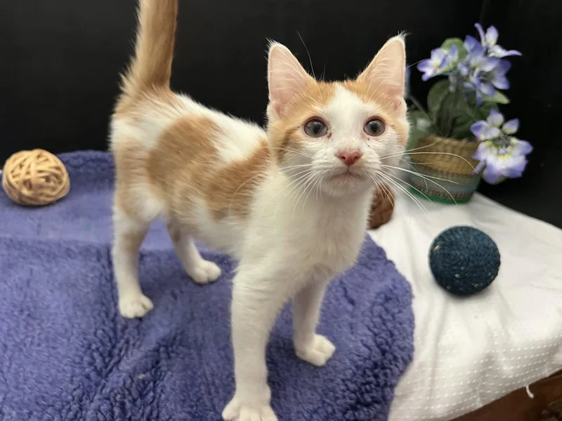 A baby small-sized male Orange & White Tabby cat named Kato for adoption in Fayetteville, GA