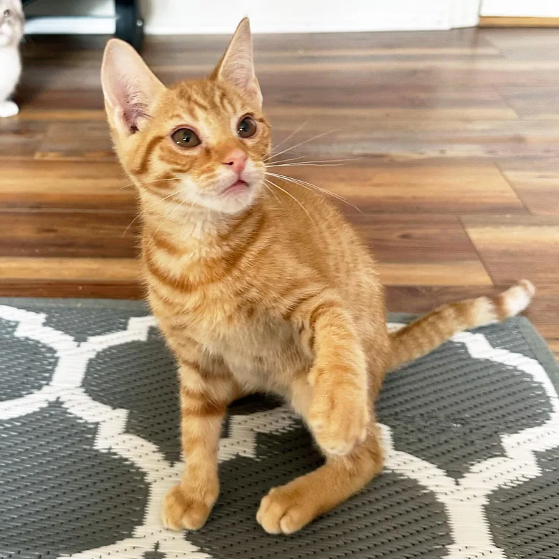 A baby medium-sized male Tabby (Orange / Red) Domestic Short Hair cat named Elio for adoption in Apex, NC