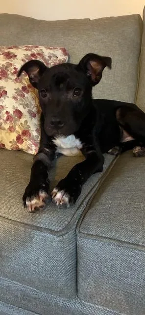 A baby medium-sized male Pit Bull Terrier dog named Toby for adoption in Somerset, KY